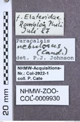 Etiketten zu Dolinolus unicolor (NHMW-ZOO-COL-0009930)